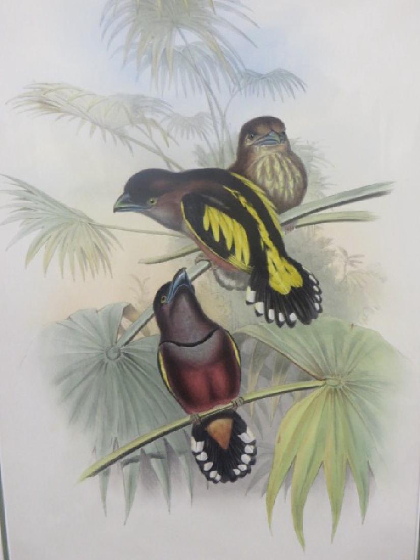 J. Gould Lithograph: Javanese Eurylaime.: John Gould (1804-1881) Eurylaimus Javanicus. With text. Hand colored ornithological lithograph. Lithographers: J. Gould, E. Gould, E. Lear, H.C. Richter, W. Hart. Printed in London: C. Hullmandel or T