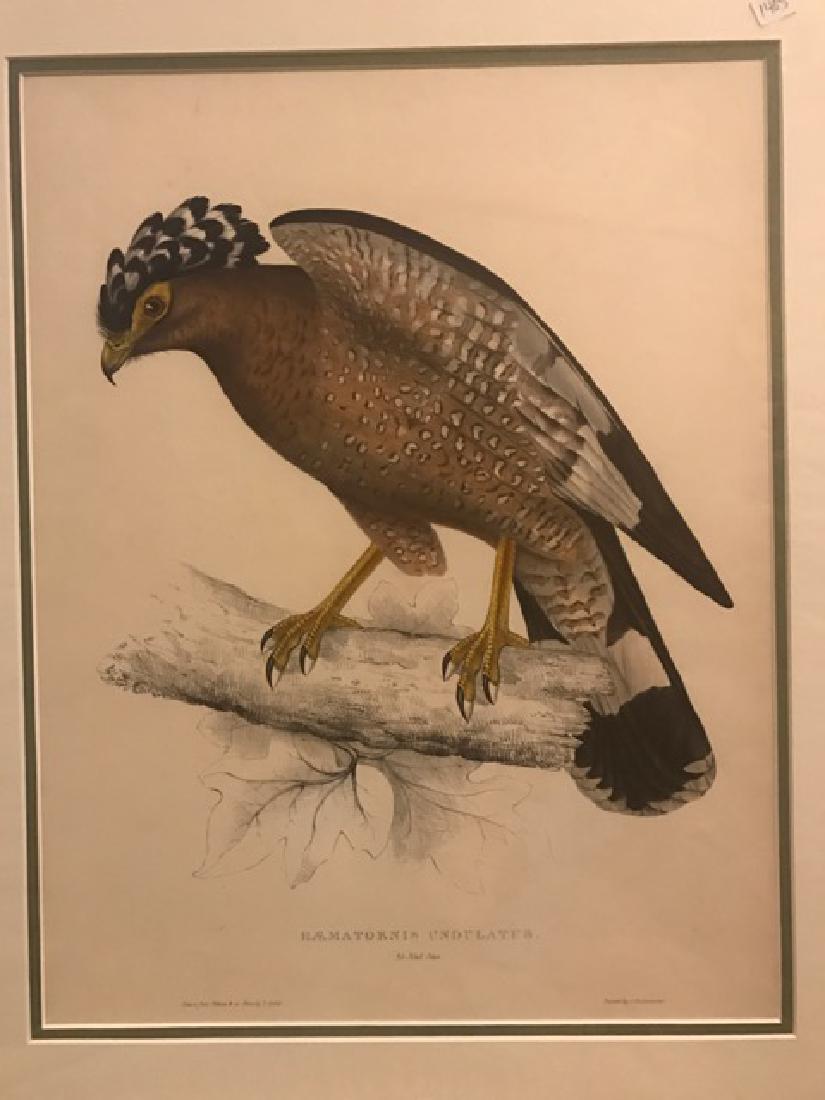 J. Gould Lithograph: Himalaya Hawk: John Gould (1804-1881) Haematornis Undulatus. Hand colored ornithological lithograph. Lithographers: J. Gould, E. Gould, E. Lear, H.C. Richter, W. Hart. Printed in London: C. Hullmandel or Taylor. Pla