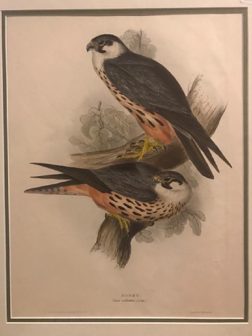 J. Gould Lithograph: Hobby: John Gould (1804-1881) Falco Subbuteo. Hand colored ornithological lithograph. Lithographers: J. Gould, E. Gould, E. Lear, H.C. Richter, W. Hart. Printed in London: C. Hullmandel or Taylor. Plate from