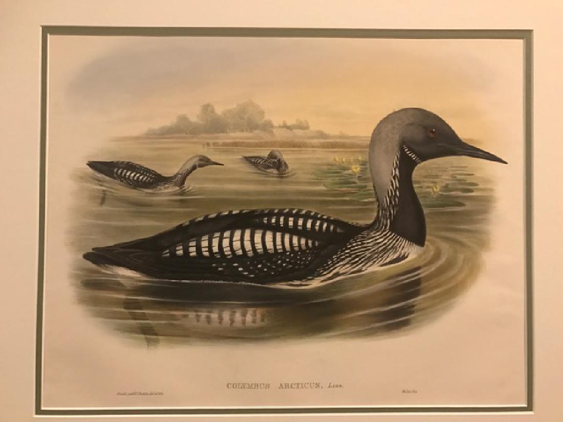 J. Gould Lithograph: Black-Throated Diver: John Gould (1804-1881) Colymbus Arcticus. With text. Hand colored ornithological lithograph. Lithographers: J. Gould, E. Gould, E. Lear, H.C. Richter, W. Hart. Printed in London: C. Hullmandel or Tayl