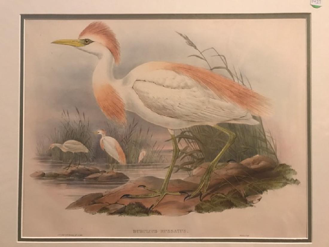 J. Gould Lithograph: Buff-Backed Heron: John Gould (1804-1881) Bubulcus Russatus. With text. Hand colored ornithological lithograph. Lithographers: J. Gould, E. Gould, E. Lear, H.C. Richter, W. Hart. Printed in London: C. Hullmandel or Tayl