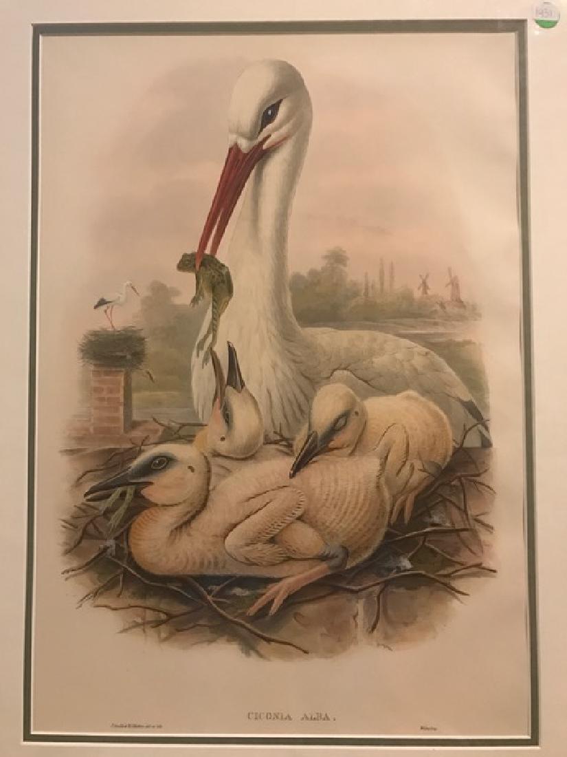 J. Gould Lithograph: Stork W/Frog, Young & Nest (1 of 4)