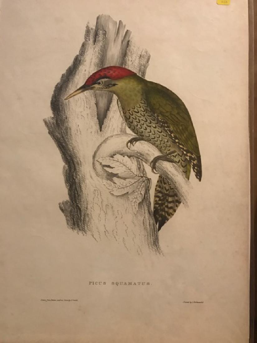 J. Gould Lithograph: Bellied Woodpecker: John Gould (1804-1881) Picus Squamatus. Hand colored ornithological lithograph. Lithographers: J. Gould, E. Gould, E. Lear, H.C. Richter, W. Hart. Printed in London: C. Hullmandel or Taylor. Plate fro