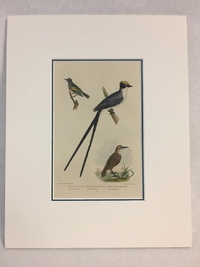 Titian R. Peale (after Wilson). Fork Tailed Flycatcher. (1 of 3)