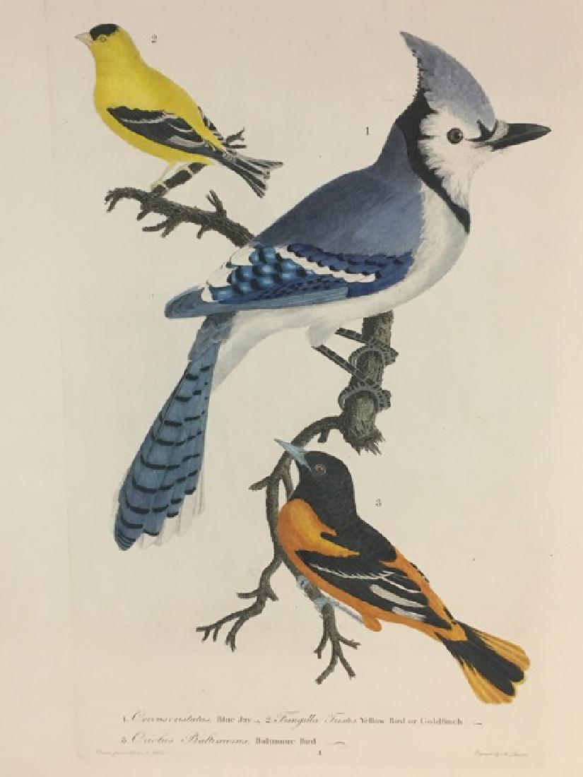 Alexander Wilson. Bluejay, Goldfinch, Baltimore Oriole (1 of 4)