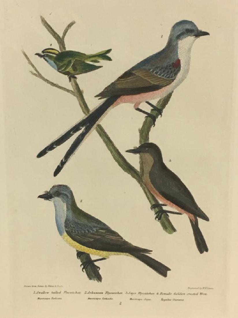 Titian R. Peale (after Wilson). Swallow Tailed: Swallow tailed Flycatcher, Arkansas Flycatcher, Says Flycatcher, Female Golden crested Wren: Plate No. 2. With text. American Ornithology or The Natural History of the Birds of the United States. Volu
