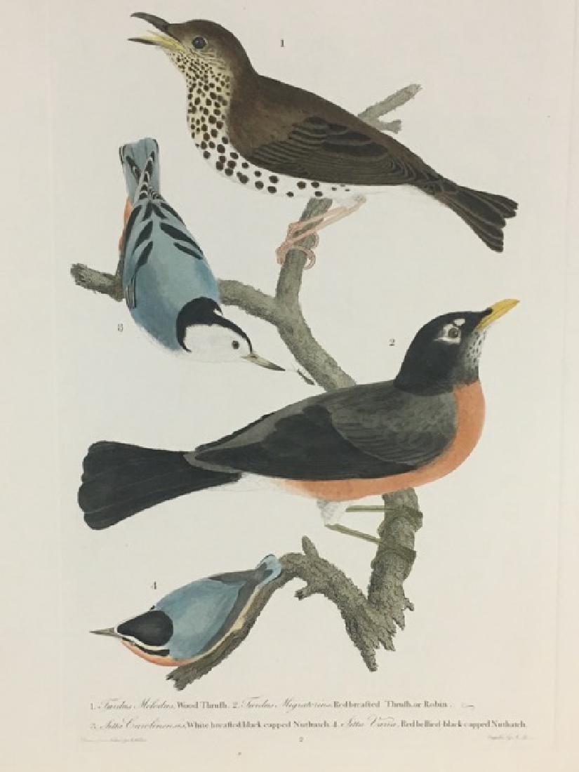 Alexander Wilson. Wood Thrush, Robin, Nuthatches (1 of 3)