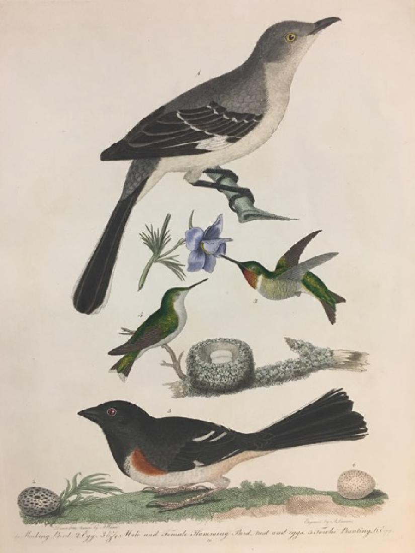 Alexander Wilson. Mocking Bird, Humming Bird, Towhe and (1 of 2)