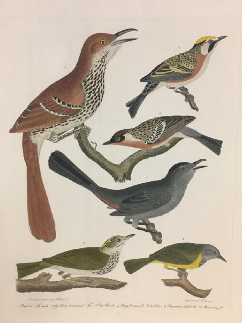 Alexander Wilson. Brown Thrush (1 of 2)