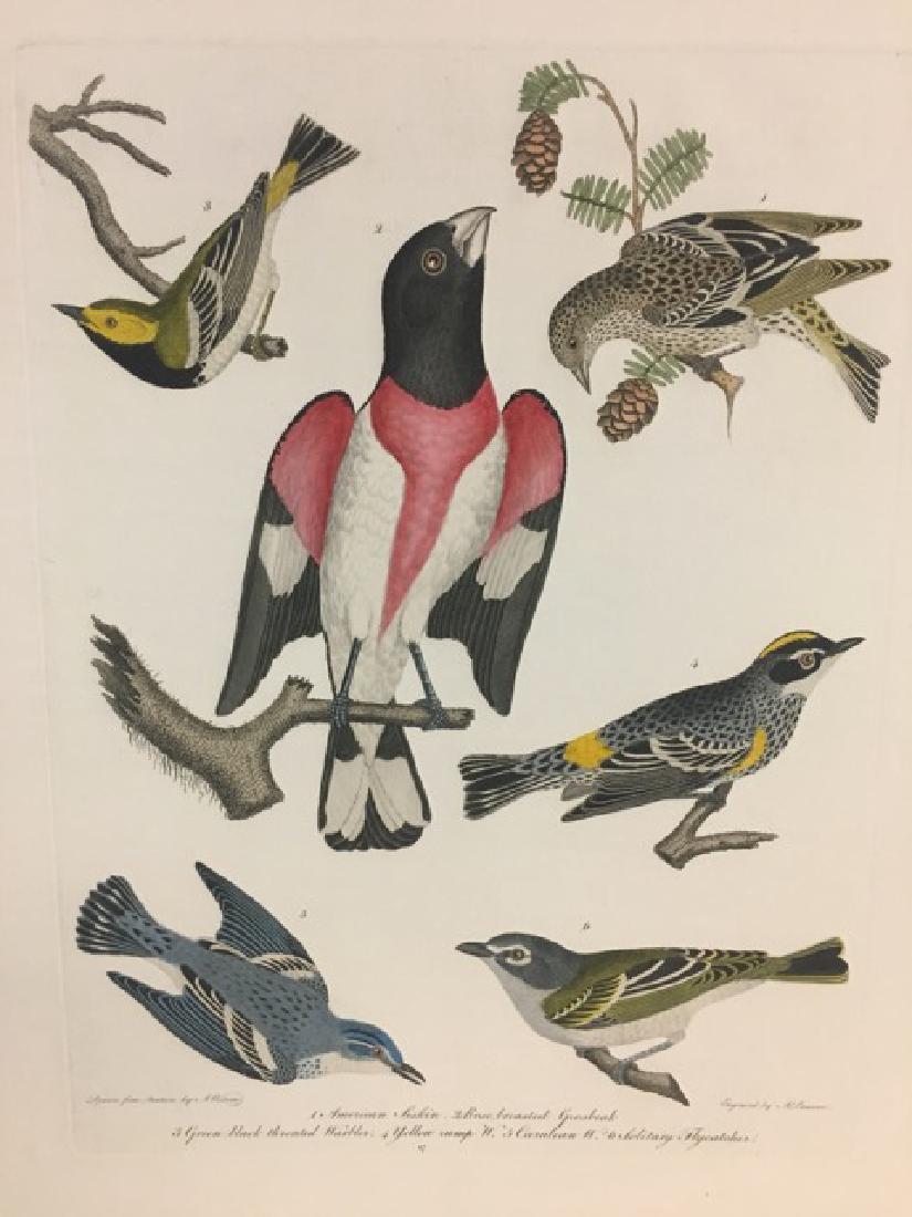 Alexander Wilson. Am. Siskin, Rosebreasted Grosbeak (1 of 2)