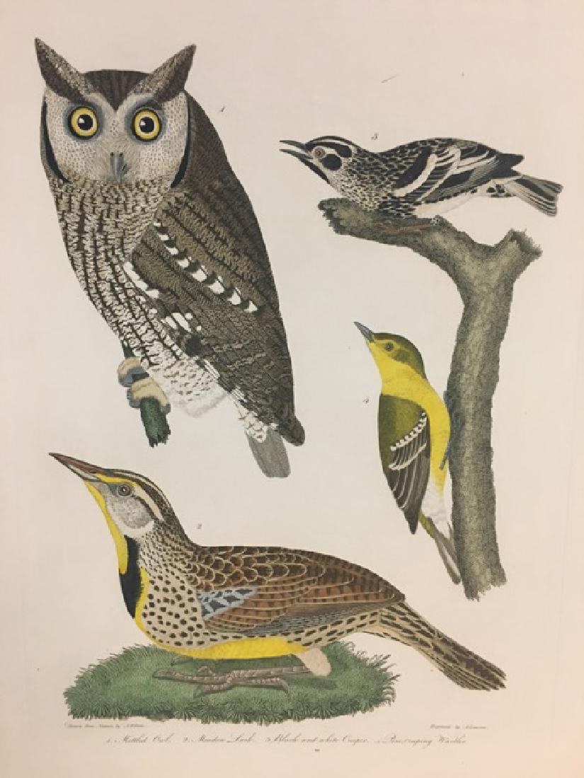 Alexander Wilson. Mottled Owl, Meadow Lark (1 of 2)