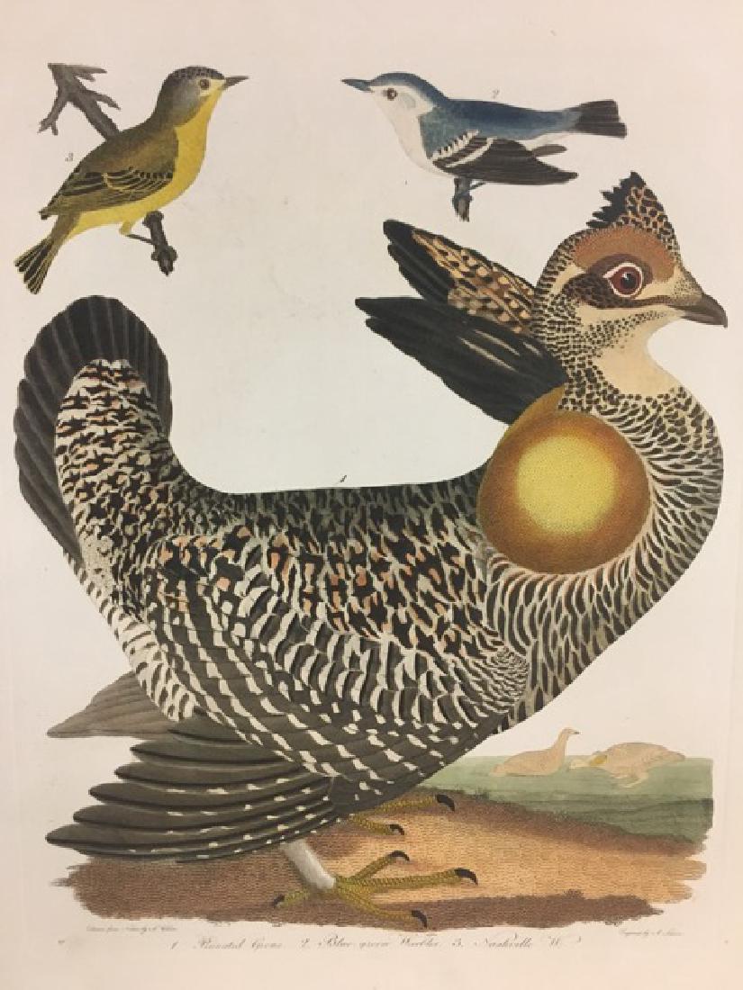 Alexander Wilson. Pinneated Grouse (1 of 2)