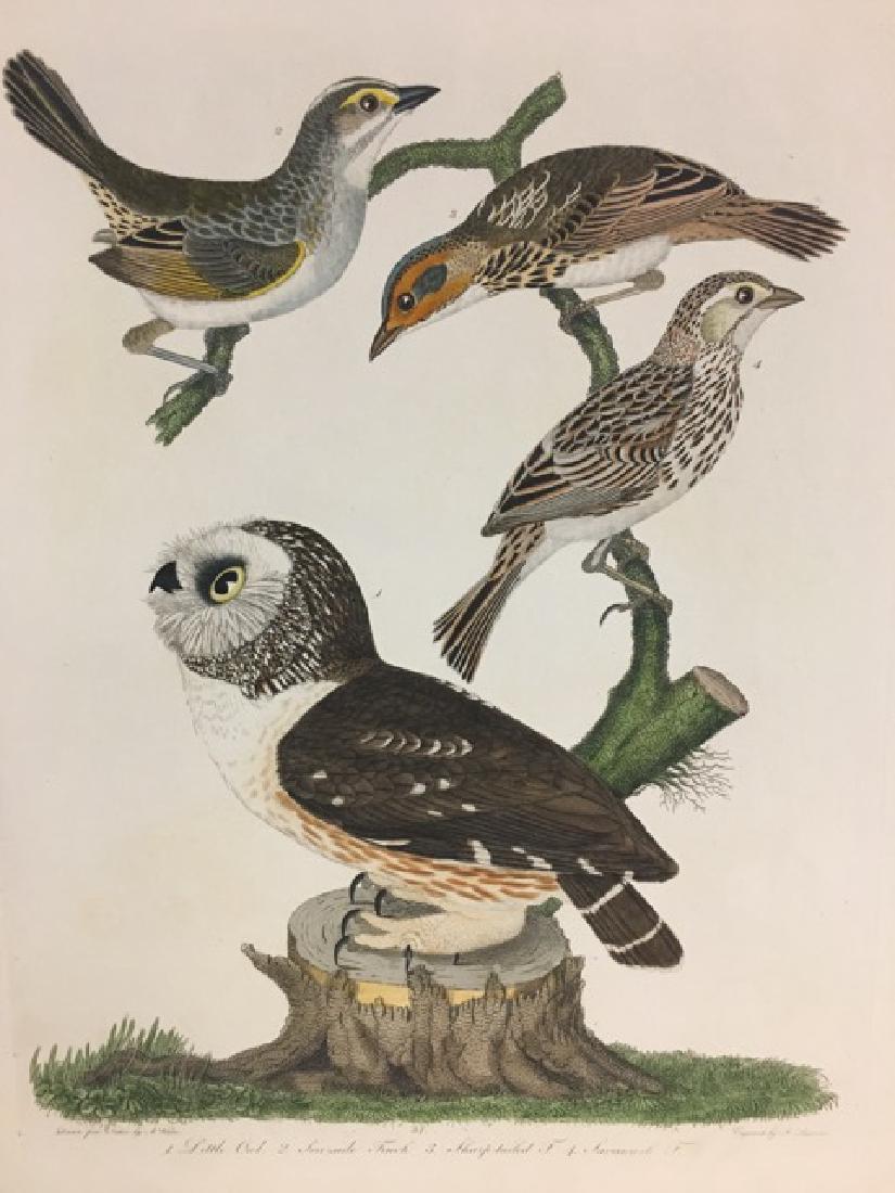Alexander Wilson. Little Owl, Sea-side Finch (1 of 2)