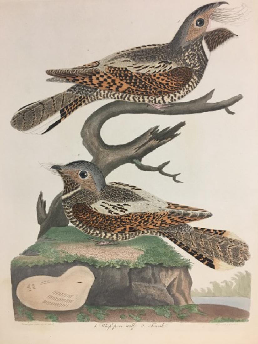 Alexander Wilson. Whip-poor-will and Female (1 of 2)