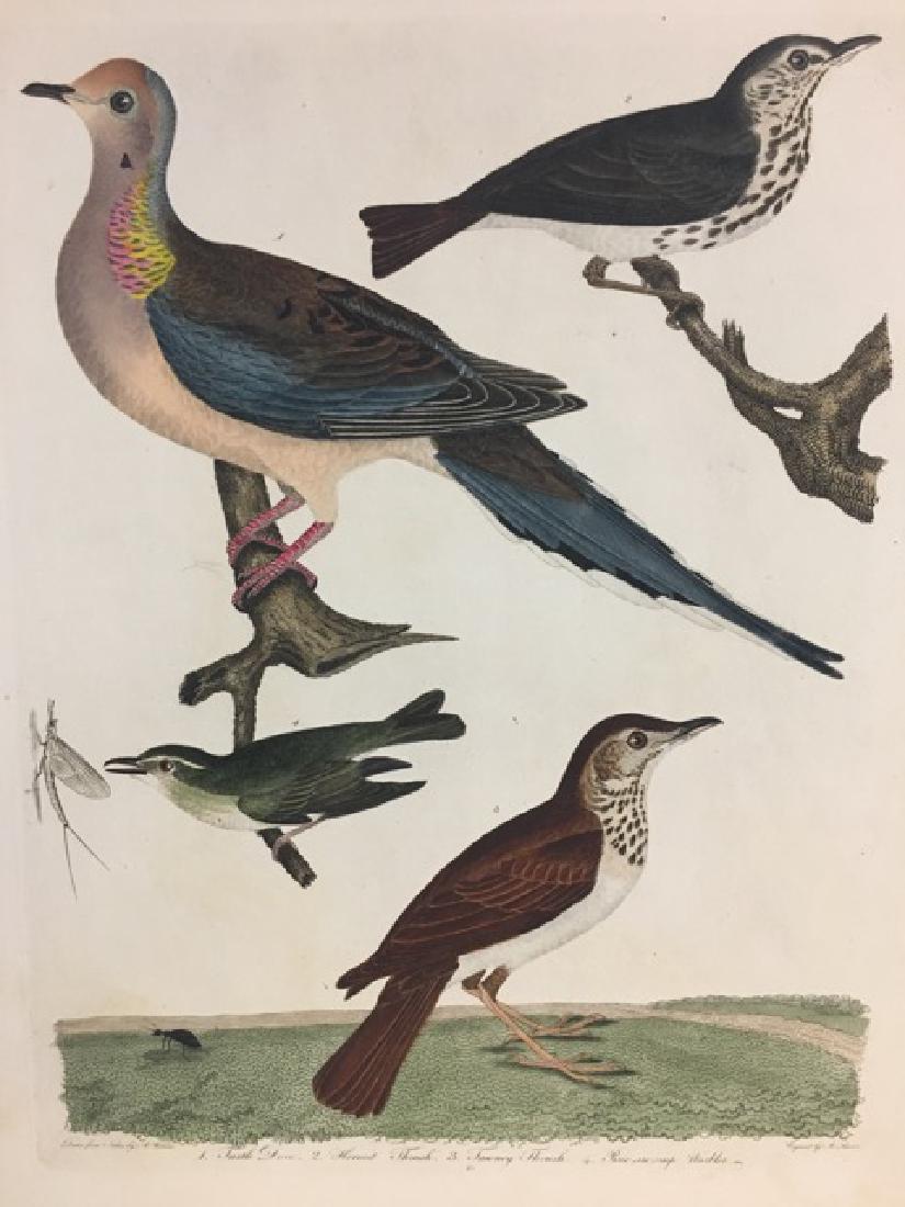 Alexander Wilson. Turtle Dove, Hermit Thrush (1 of 2)