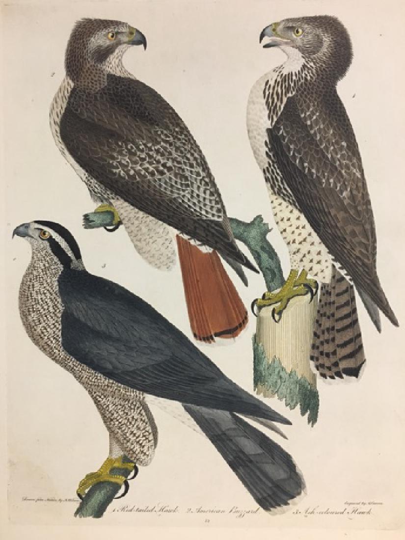 Alexander Wilson. Red-tailed Hawk, American Buzzard (1 of 2)