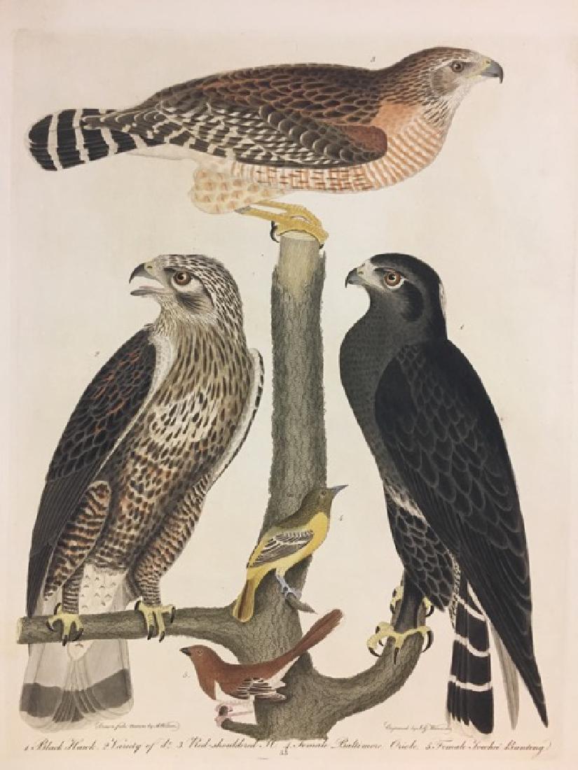 Alexander Wilson. Black Hawk, Red Shoulderd Hawk (1 of 2)