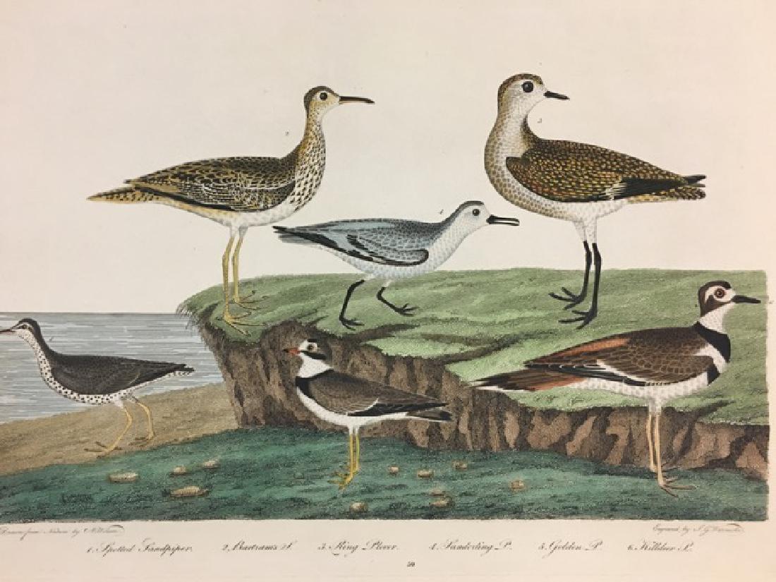 Alexander Wilson. Spotted Sandpiper, Bartram's (1 of 2)