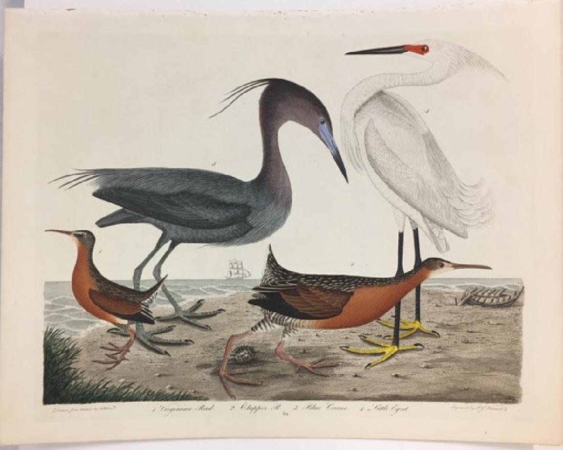 Alexander Wilson. Virginian Rail, Clapper Rail (1 of 2)