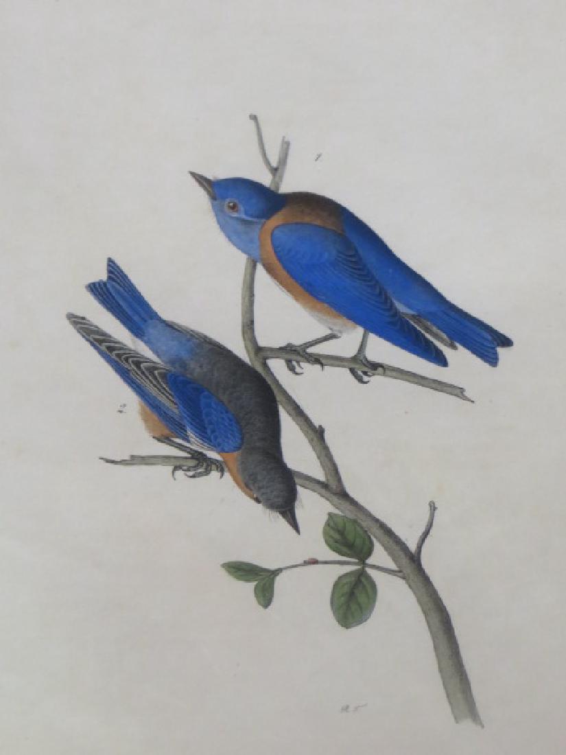 Audubon Octavo Lithograph.Blue Bird (1 of 1)