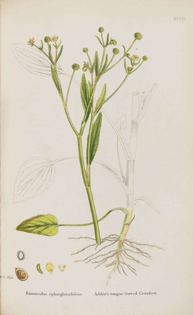 Botany.- Sowerby (James) and Sir James Edward Smith.,: Botany.- Sowerby (James) and Sir James Edward Smith. English Botany, 12 vol. only (of 13), third edition, numerous hand-coloured plates, some foxing, contemporary green half morocco, spines uniformly
