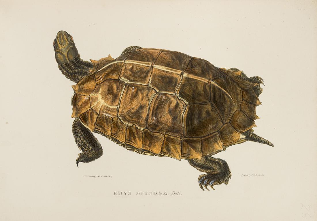 Tortoises.- Sowerby (James de Carle) and Edward Lear,: Tortoises.- Sowerby (James de Carle) and Edward Lear. Tortoises, Terrapins and Turtles, first edition, 60 lithographed plates by Lear after Sowerby, all but 3 hand-coloured and heightened with gum ara
