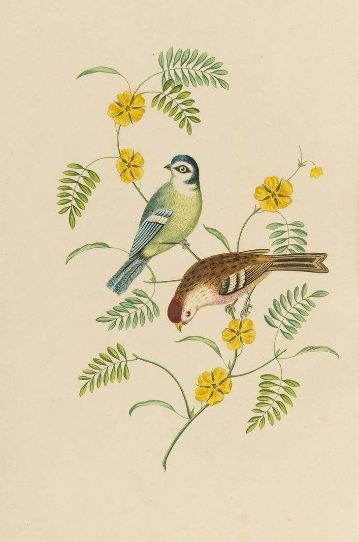 Birds.- Brookshaw (George) Six Birds, accurately drawn: Birds.- Brookshaw (George) Six Birds, accurately drawn and coloured after nature, with full instructions for the young artist, first edition, 6 charming stipple-engraved plates, each in two states (ha