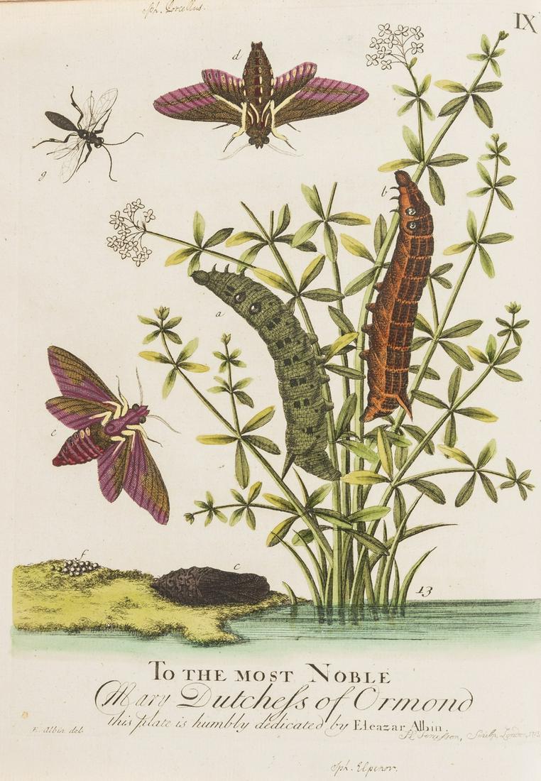 Insects.- Albin (Eleazar) A Natural History of English (1 of 1)