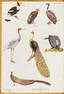 Birds.- Smythies (Bertram E.) Birds of Burma, first