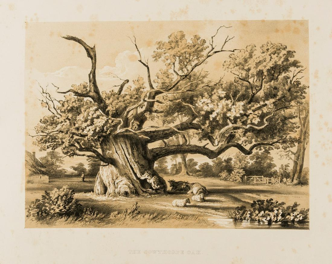Yorkshire.- Empson (Charles) The Cowthorpe Oak. From a Painting by the Late George William (1 of 1)