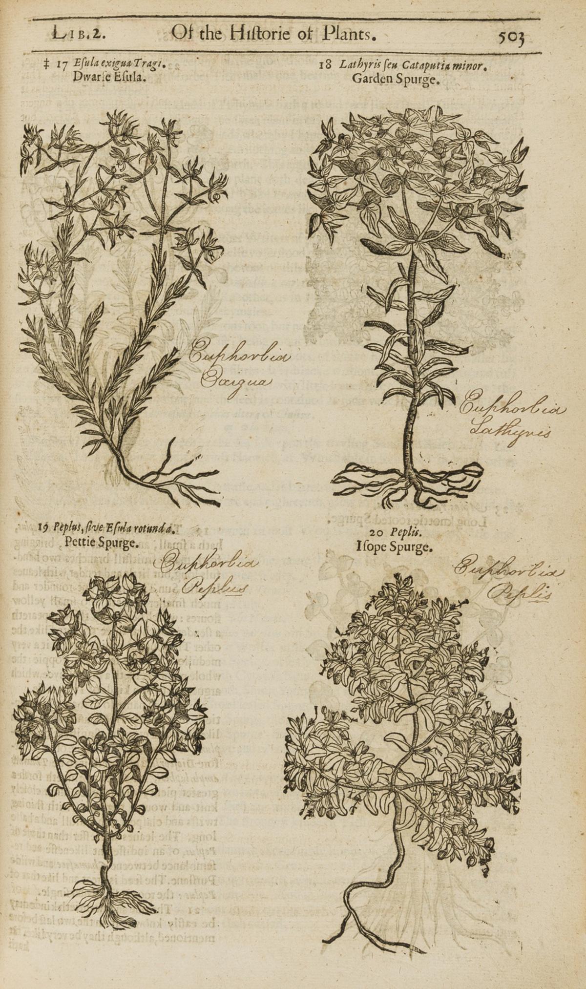 Herbal.- Gerard (John) The Herball or Generall Historie of Plantes, edited by Thomas Johnson, by: Herbal.- Gerard (John) The Herball or Generall Historie of Plantes, edited by Thomas Johnson, third edition, engraved architectural title by Jo. Payne, numerous woodcut illustrations throughout, lacki