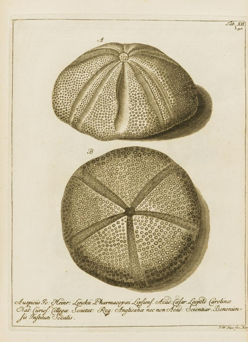 Klein (Jacob Theodor) Naturalis dispositio echinodermatum, first edition, bound with 2 others by (1 of 1)