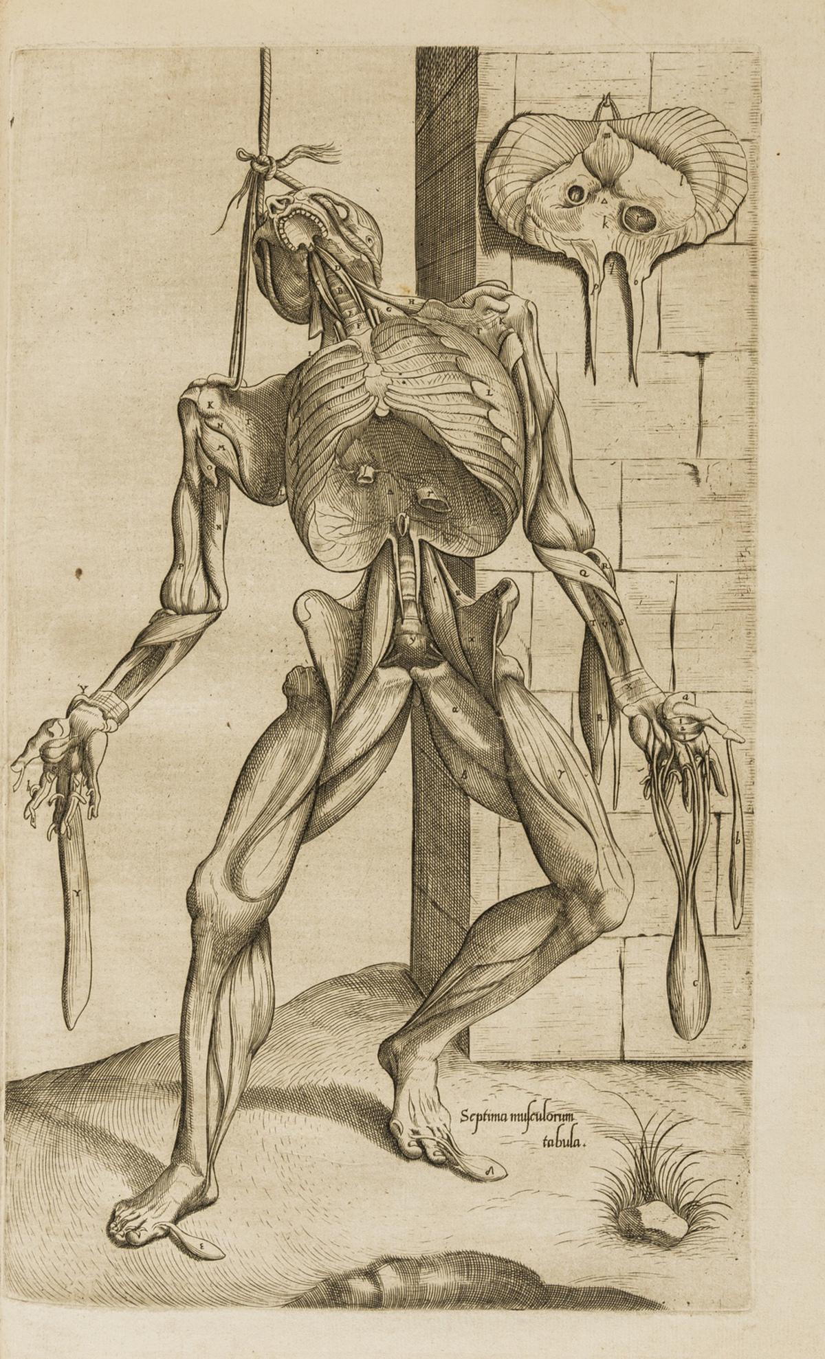 Vesalius (Andreas).- Geminus (Thomas) Anatomes totius, aere insculpta delineatio..., first (1 of 1)