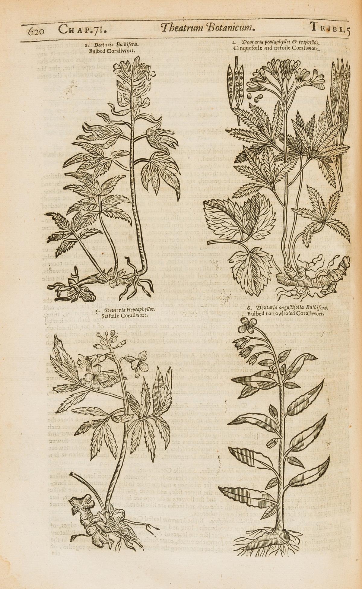 Herbal.- Parkinson (John) Theatrum Botanicum: the Theater of Plants, first edition, Printed by Tho. (1 of 1)