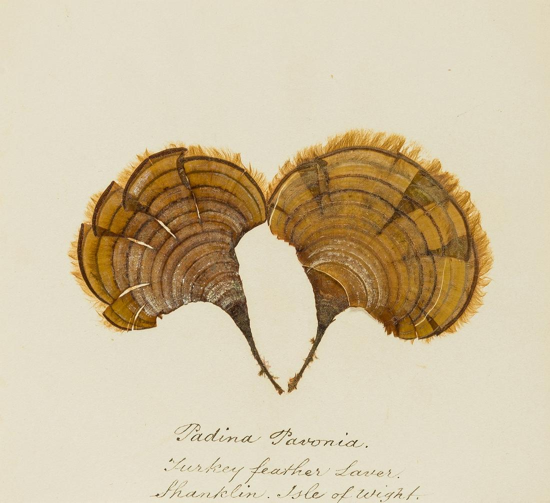 Seaweed.- Dyke-Doore (G.E., collector and arranger) 2 Seaweed albums, 1860s. (1 of 3)