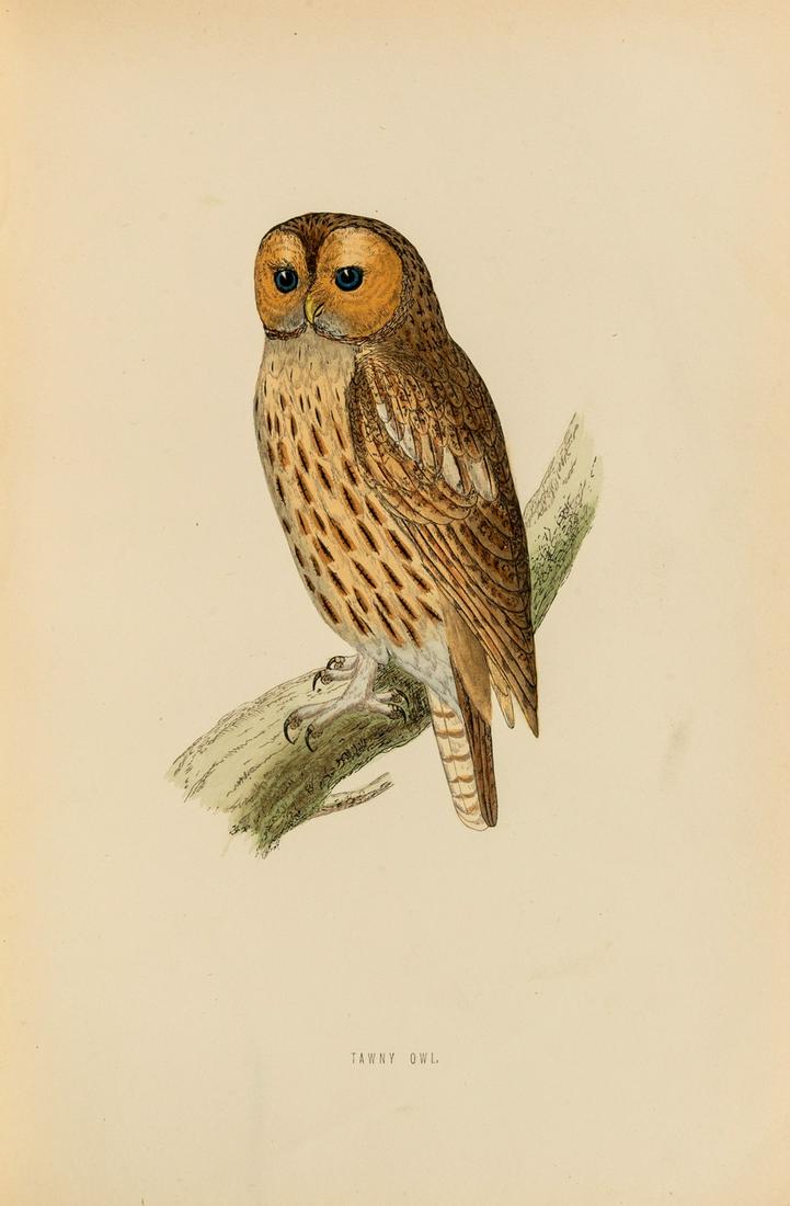 Birds.- Morris (Rev. F.O.) A History of British Birds, 5 vol., second edition, 1870; and a set of (1 of 1)