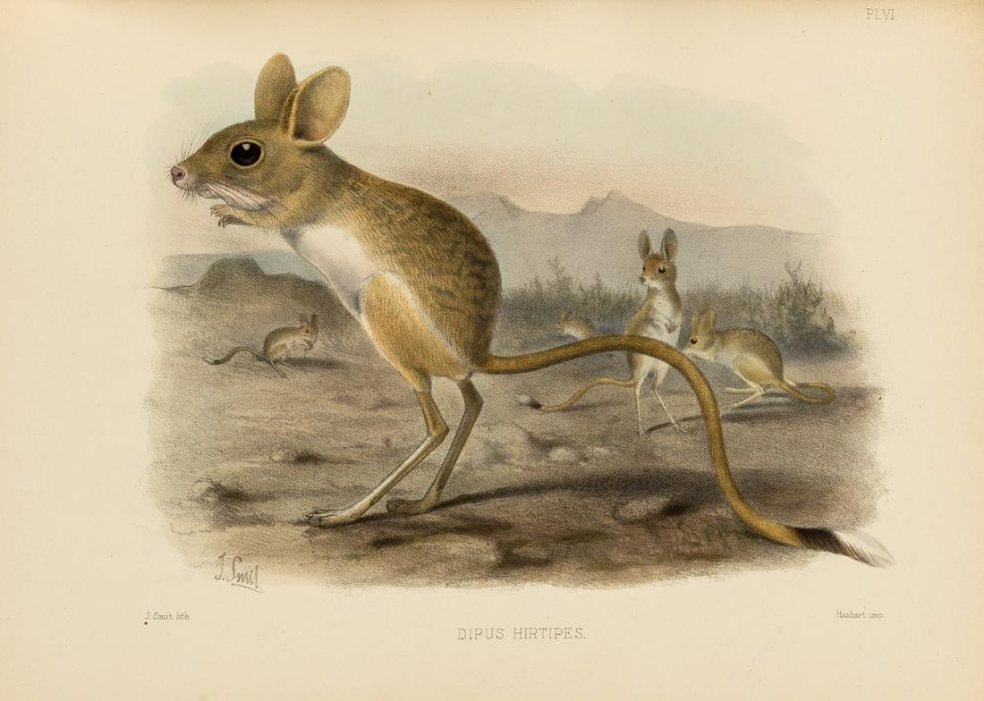 Tristram (H.B.) The Survey of Western Palestine. The Fauna and Flora of Palestine, 2 vol., first (1 of 1)