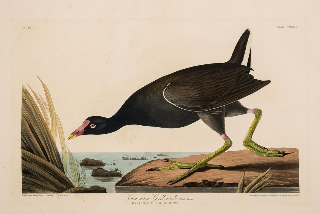 Birds.- Audubon (John James) Common Gallinule (Plate CCXLIV), aquatint, [circa 1827-1838]; and Vireo (1 of 1)