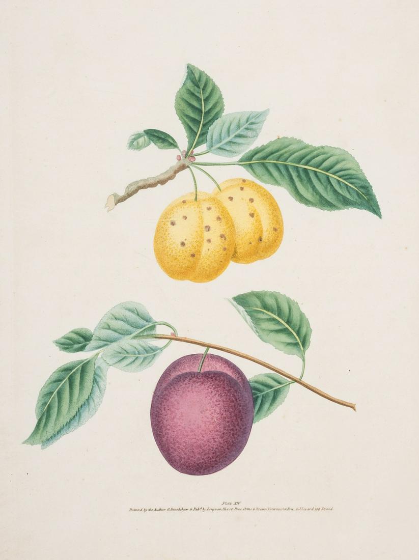 Fruit.- Brookshaw (George) Three plums, plate XIV of 'Pomona Britannica', Longman, Hurst, Rees [&: Fruit.- Brookshaw (George) Three plums, plate XIV of 'Pomona Britannica', stipple-engraved, printed in colours and finished by hand, sheet 336 x 272mm., hinged into mount, little spotting, lightly bro