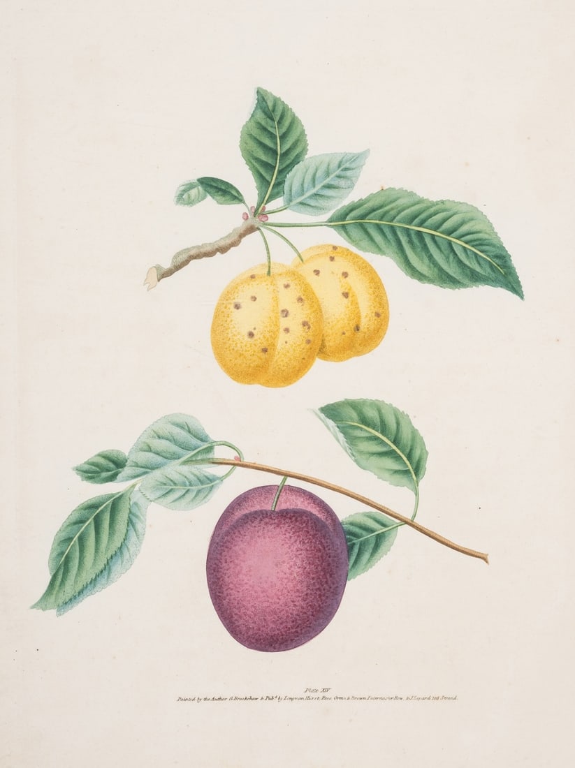 Fruit.- Brookshaw (George) Three plums, plate XIV of 'Pomona Britannica', Longman, Hurst, Rees [&: NO RESERVE Fruit.- Brookshaw (George) Three plums, plate XIV of 'Pomona Britannica', stipple-engraved, printed in colours and finished by hand, sheet 336 x 272mm., hinged into mount, little spotting,