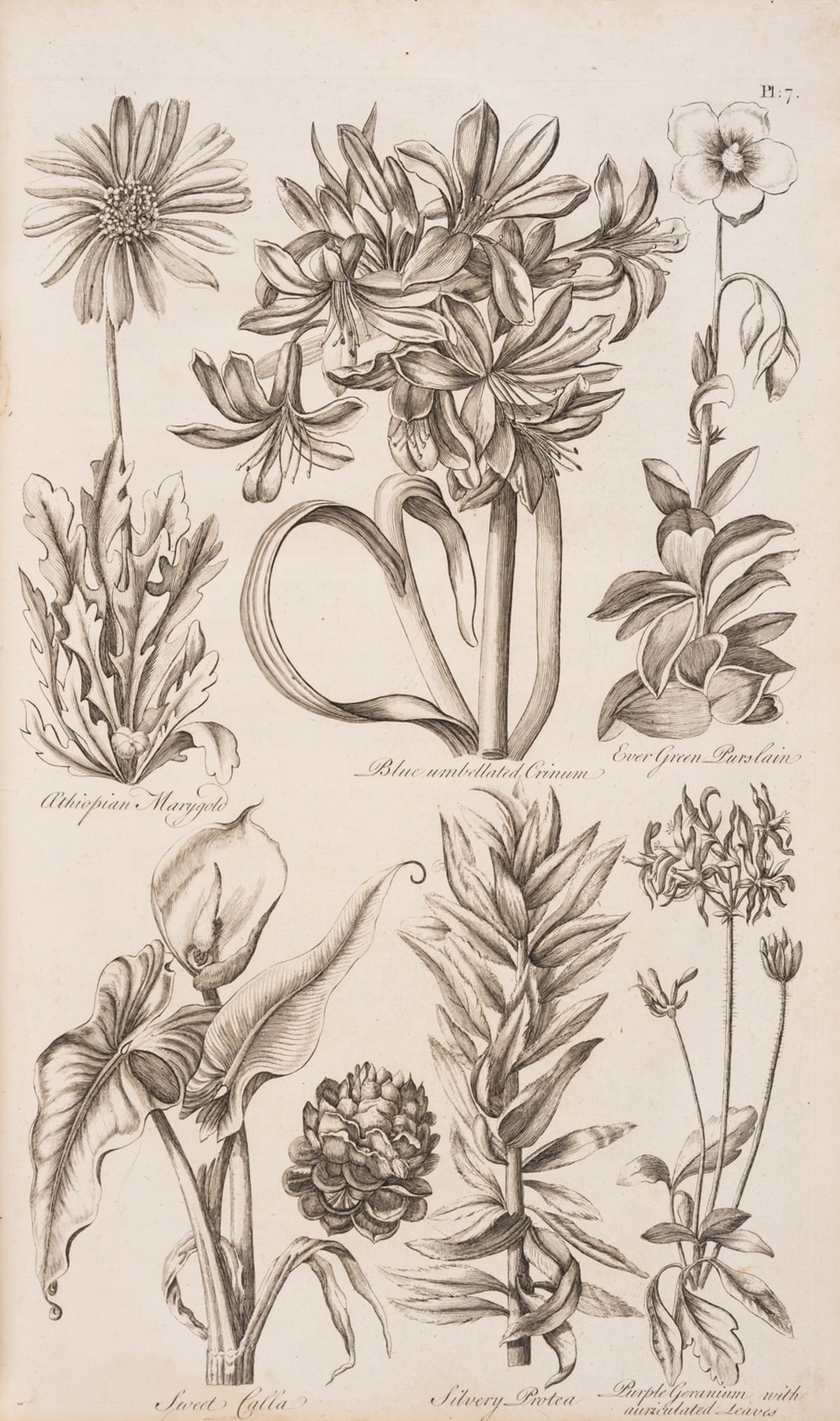 Gardens.- Hill (John) Eden: or, A Compleat Body of Gardening, for T. Osbourne, et al., 1757.: NO RESERVE Gardens.- Hill (John) Eden: or, A Compleat Body of Gardening, engraved frontispiece and 60 engraved plates, some marginal worming, with paper repairs, including frontispiece and title, whic