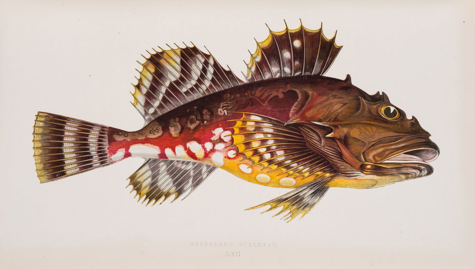 Couch (Jonathan) A History of the Fishes of the British Islands, 4 vol., first editions, 1862 & (1 of 2)