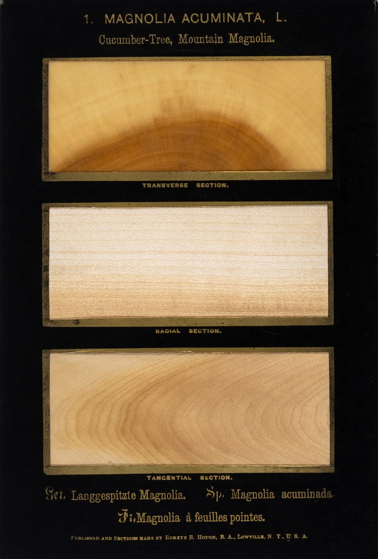 Wood.- Hough (Romeyn B.) The American Woods, Part I only, 27 cards of wood samples, Lowville, NY,: Wood.- Hough (Romeyn B.) The American Woods, Part I only, 81 thin wood samples of 25 species tipped into 27 cards captioned in gold, each in transverse, radial and tangential sections, one or two crac