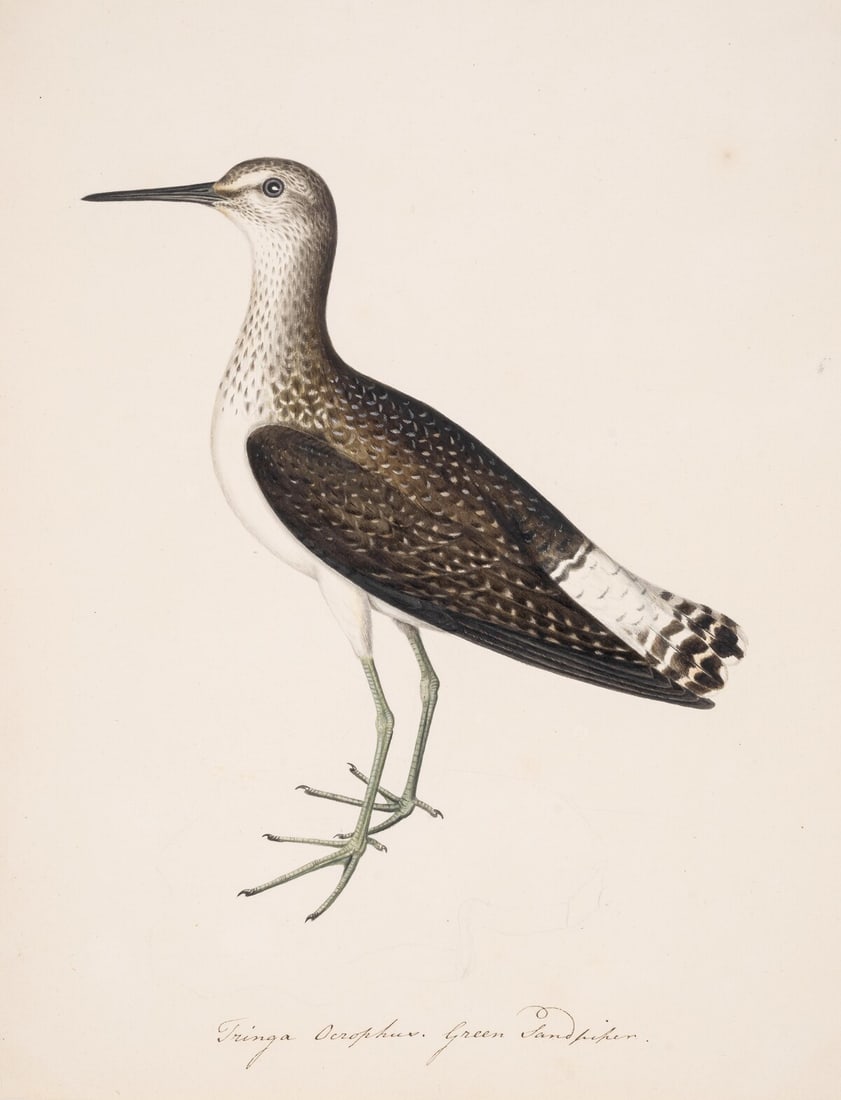 Birds.- English School (18th century) Spotted sandpiper; Green sandpiper, watercolour and: Birds.- English School (18th century) Spotted sandpiper; Green sandpiper, two works, pencil, watercolour and bodycolour, one inscribed in pencil, the other pen and ink, on buff Whatman paper, each she