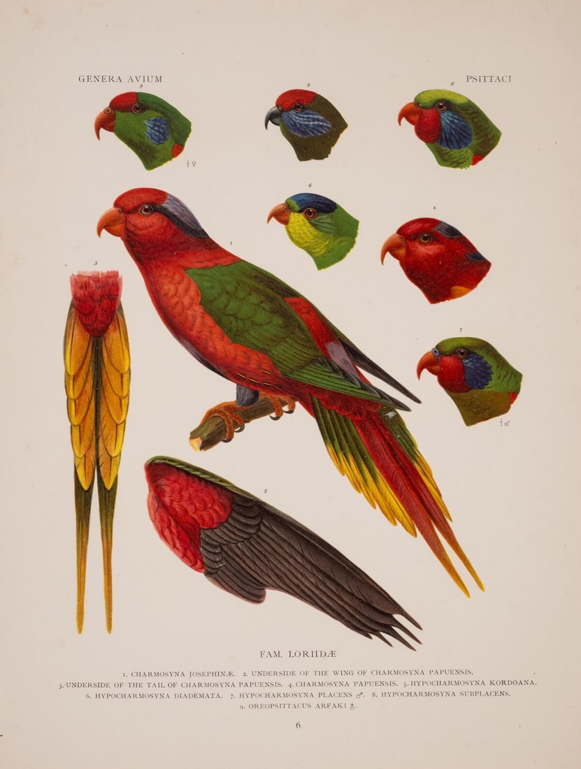 Birds.- Wytsman (P., editor) Genera Avium, 26 parts [all published], first edition, Brussels, V.: Birds.- Wytsman (P., editor) Genera Avium, 26 parts [all published], first edition, 43 chromolithographed plates, occasional toning or light spotting to margins, original printed wrappers, most staple