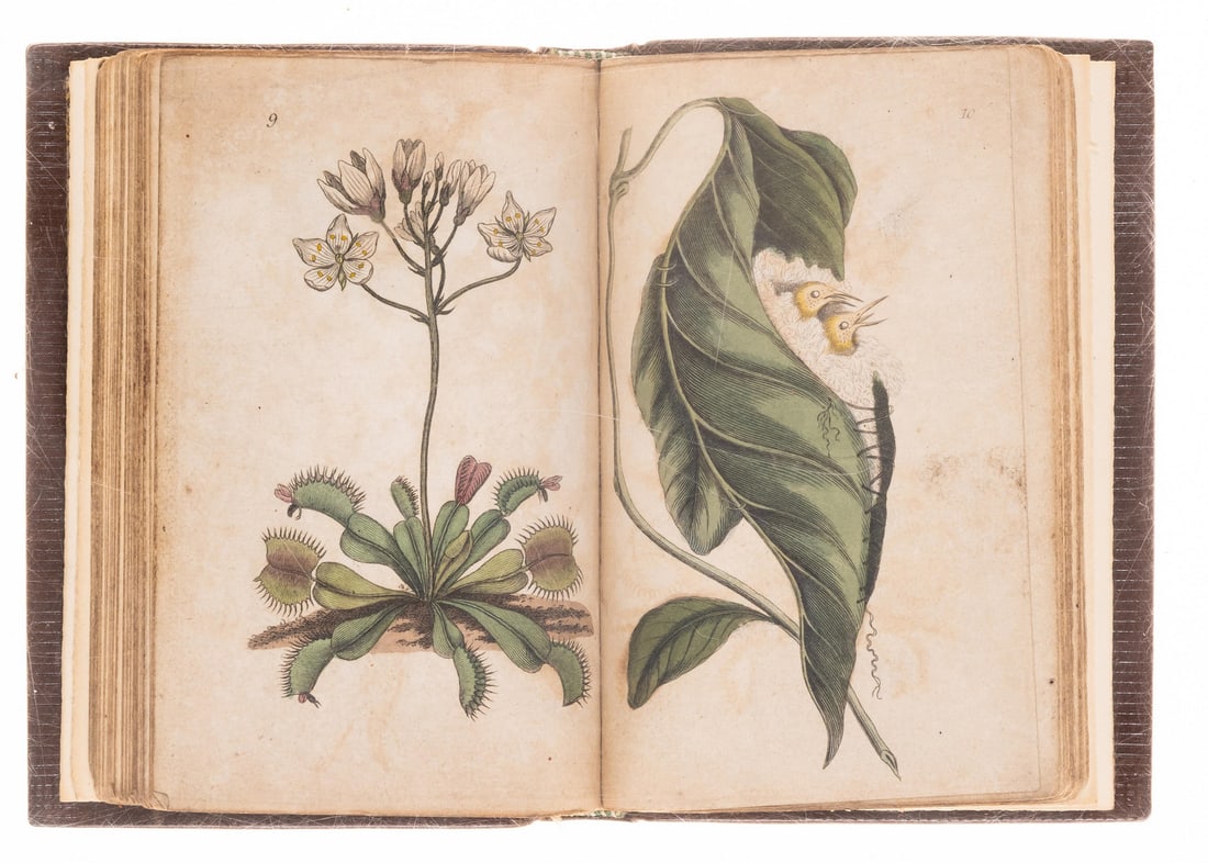 Shaw (George) A Select Cabinet of Natural History, 1820.: Shaw (George) A Select Cabinet of Natural History, engraved title, 19 hand-coloured plates only (?of 26), occasional light staining and browning, light offsetting
