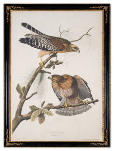 Birds.- Audubon (John James), After. Red-Shouldered Hawk (pl. 56), from 'The Birds of America Sylvia: Birds.-&nbsp;Audubon (John James), After. Red-Shouldered Hawk (pl. 56), from 'The Birds of America Sylvia Formosa', engraving with aquatint by Robert Ha
