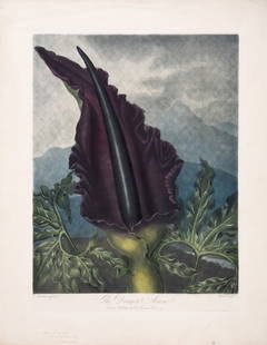 Thornton (Robert John) Collection of 17 botanical plates, from 'The Temple of Flora', aquatints with: Thornton (Dr. Robert John) Collection of 17 botanical plates, from 'The Temple of Flora', aquatints, with etching and engraving, with full hand-colouring