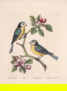 Birds.- Albin (Eleazar) A Natural History of Birds...carefully colour'd by his Daughter and Self,
