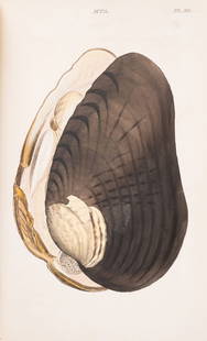Conchology.- Wood (William) General Conchology..., Vol. 1 only [all published], first edition, John: Conchology.- Wood (William) General Conchology..., vol. 1 only [all published], first edition, 60
